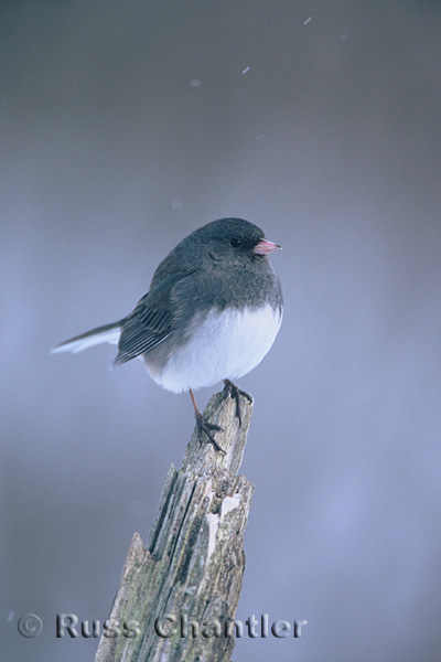 Dark-eyed Junco © Russ Chantler